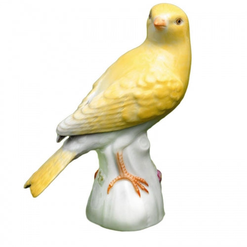 Canary Bird