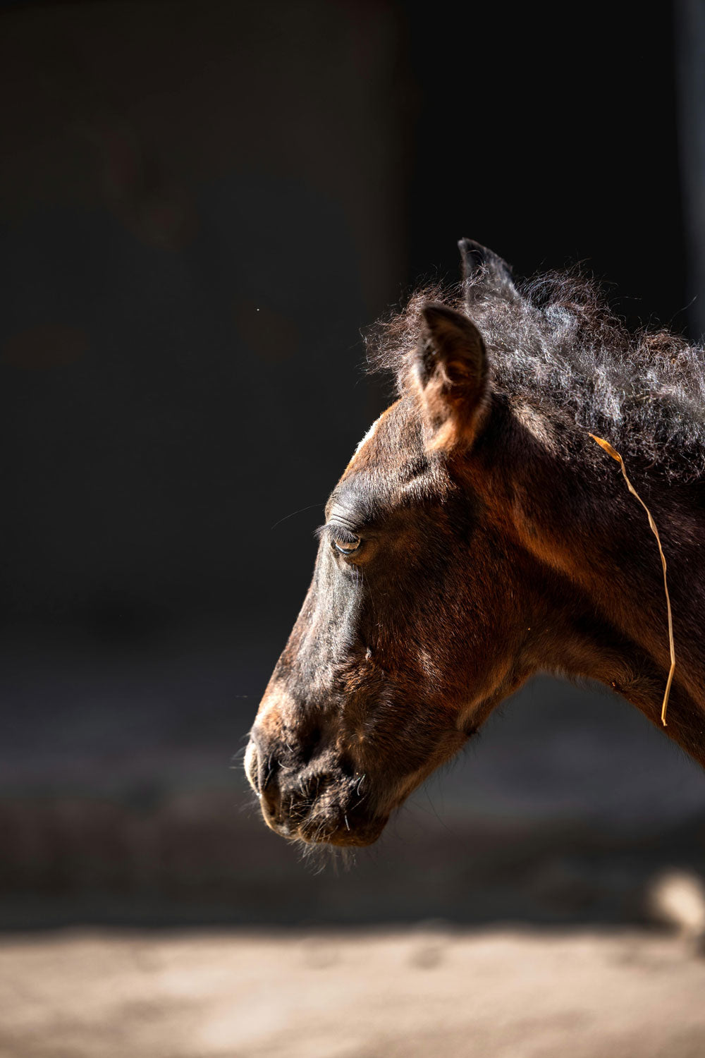 A Regal Portrait Of A Race Horse