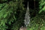 Spruce Evergreen 14